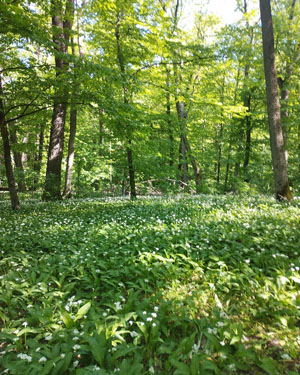image003